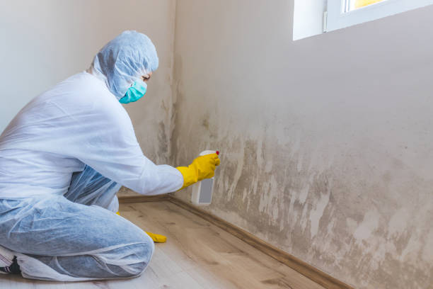 Licensed Basement Mold Remediation service in Greenville, IL - 24 Hour Mold Removal