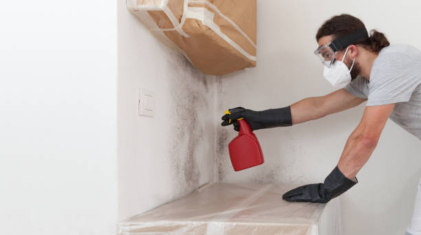 Professional Basement Mold Remediation technician working in Greenville, IL