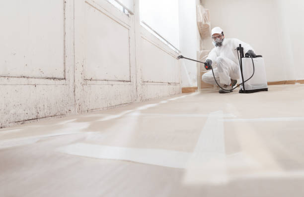 24/7 Emergency Basement Mold Remediation experts in Greenville, IL