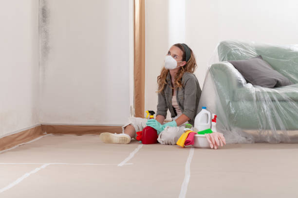 Reliable Basement Mold Remediation contractor in Greenville, IL by 24 Hour Mold Removal