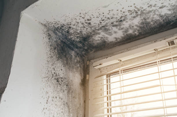 Affordable Basement Mold Remediation solutions in Greenville, IL